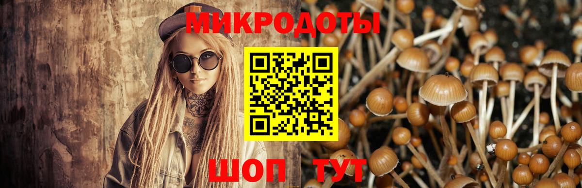 Александров  Псилоцибиновые грибы Psilocybine cubensis  Вход с VPN 